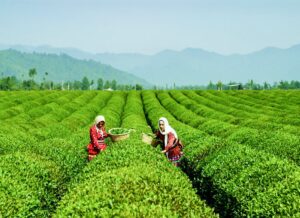 چای بهاره درجه یک | دیجیل